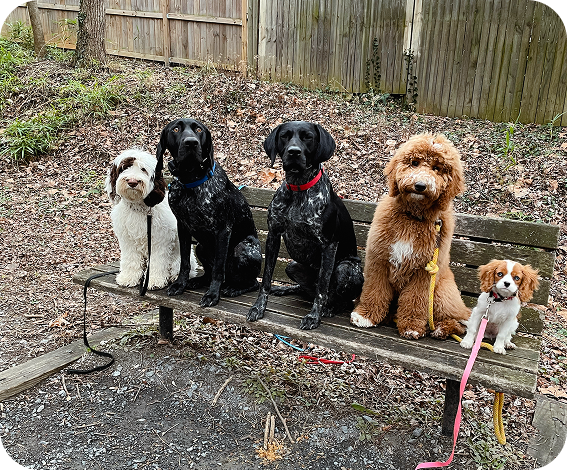 Ready to Transform Your Dog’s Behavior?