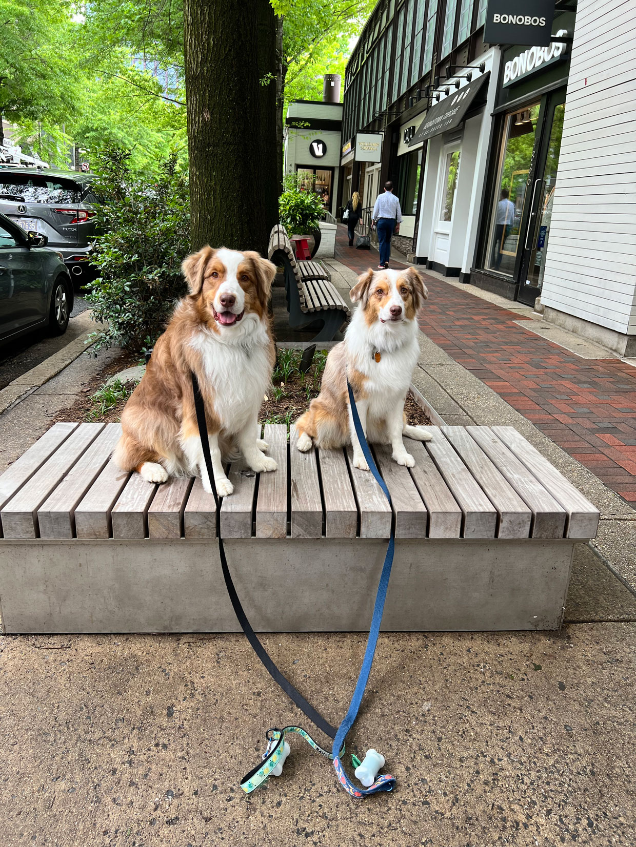 New Dog Checklist: What to Have Ready Before Bringing Your Dog Home