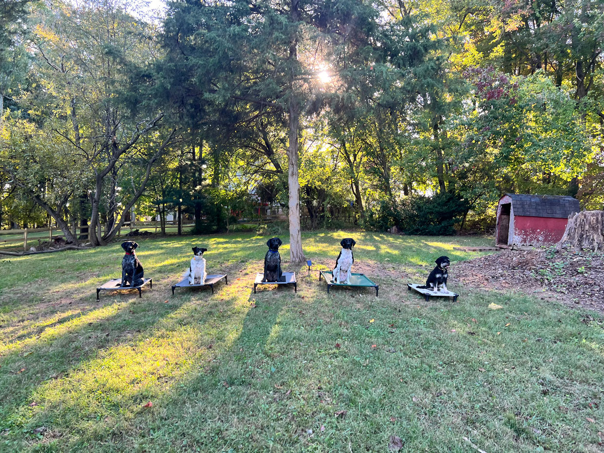 Why the Crate Is One of the Best Tools for Your New Dog